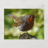 Robin Postkarte (Vorderseite)