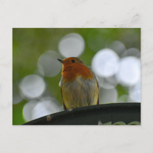 Robin Postkarte