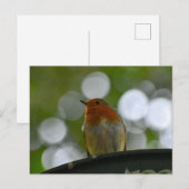 Robin Postkarte (Vorne/Hinten)