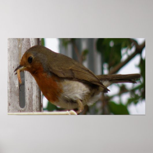 Robin Print Poster (Vorne)