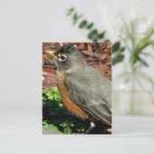 Robin-Profil Postkarte (Stehend Vorderseite)