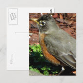 Robin-Profil Postkarte (Vorne/Hinten)