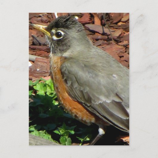 Robin-Profil Postkarte (Vorderseite)