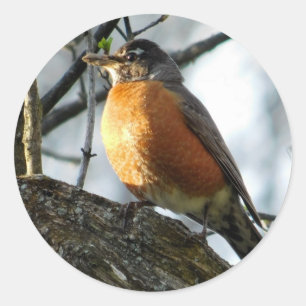 Robin Profile Classic Round Aufkleber