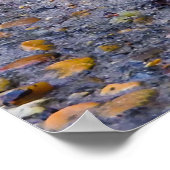 Robin Red Brast Foto Print Poster (Ecke)