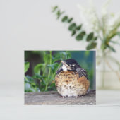 Robin Red Breast PostCard Postkarte (Stehend Vorderseite)