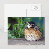 Robin Red Breast PostCard Postkarte (Vorne/Hinten)