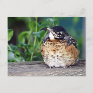 Robin Red Breast PostCard Postkarte
