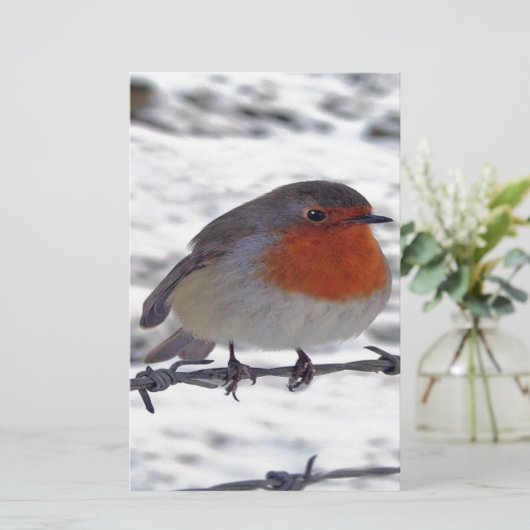 Robin RedBrust Briefpapier (Stehend Vorderseite)