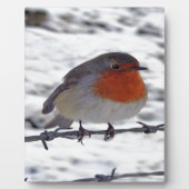 Robin RedBrust Fotoplatte (Vorderseite)