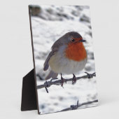 Robin RedBrust Fotoplatte (Seite)