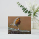 Robin RedBrust Postkarte (Stehend Vorderseite)