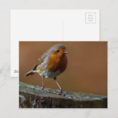 Robin RedBrust Postkarte (Vorne/Hinten)