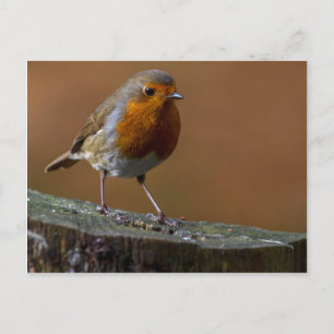 Robin RedBrust Postkarte
