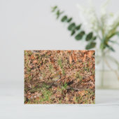 Robin RedBrust Postkarte (Stehend Vorderseite)