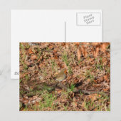 Robin RedBrust Postkarte (Vorne/Hinten)