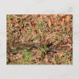 Robin RedBrust Postkarte