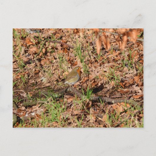 Robin RedBrust Postkarte (Vorderseite)