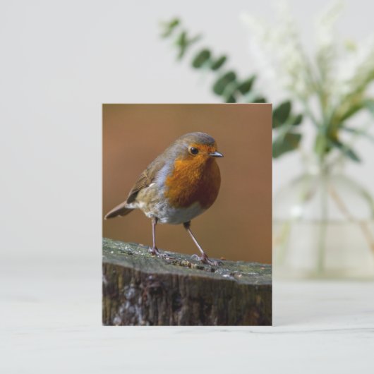 Robin RedBrust Postkarte (Stehend Vorderseite)