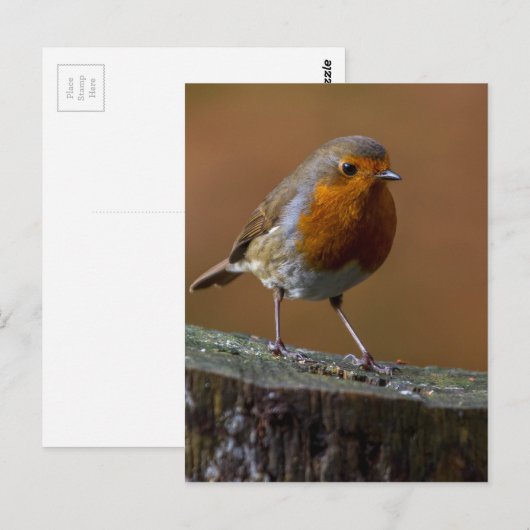 Robin RedBrust Postkarte (Vorne/Hinten)