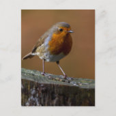 Robin RedBrust Postkarte (Vorderseite)