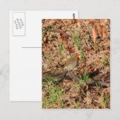 Robin RedBrust Postkarte (Vorne/Hinten)