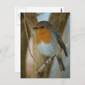 Robin RedBrust Postkarte (Vorne/Hinten)