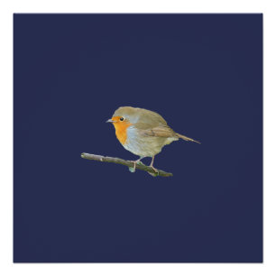 Robin RedBrustposter Poster
