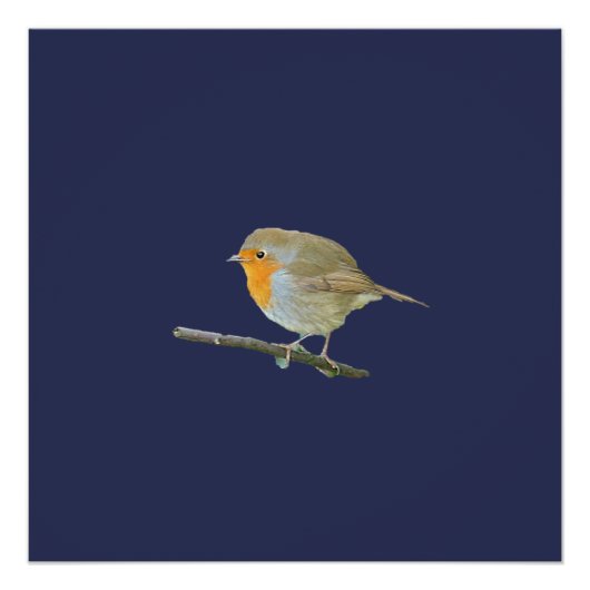 Robin RedBrustposter Poster (Vorderseite)