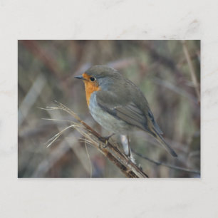Robin Rotbrust Postkarte