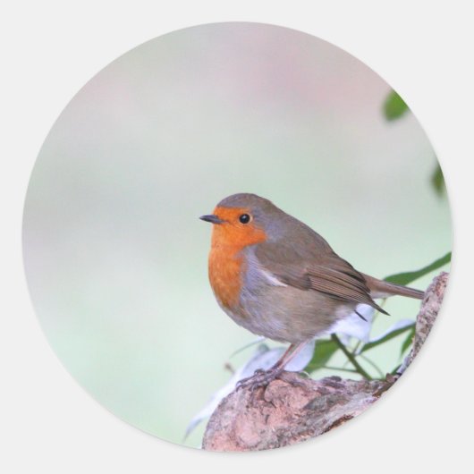 Robin Runder Aufkleber (Vorderseite)