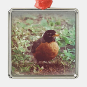 Robin Silbernes Ornament