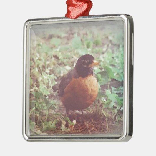 Robin Silbernes Ornament (Links)