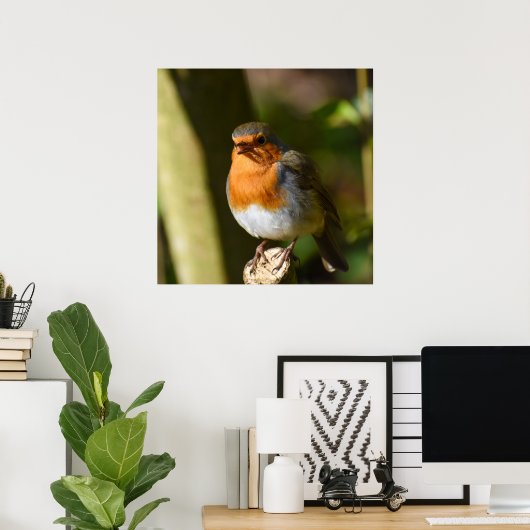 Robin singend poster (Heimbüro)