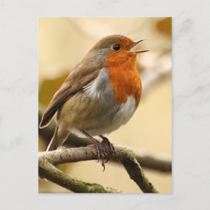 Robin singend postkarte