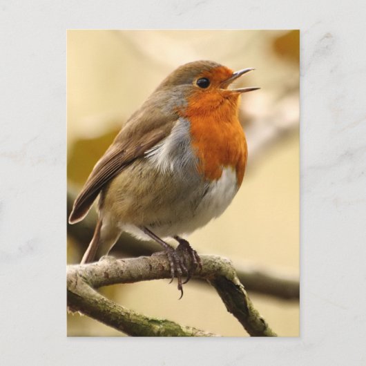 Robin singend postkarte (Vorderseite)