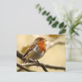 Robin singend postkarte (Stehend Vorderseite)
