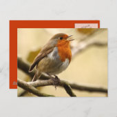 Robin singend postkarte (Vorne/Hinten)