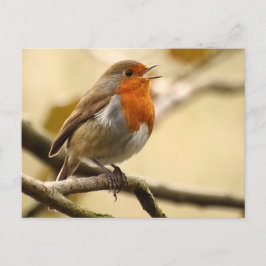 Robin singend postkarte