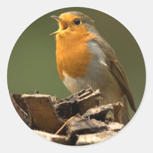 Robin Singing Stickers (Vorderseite)