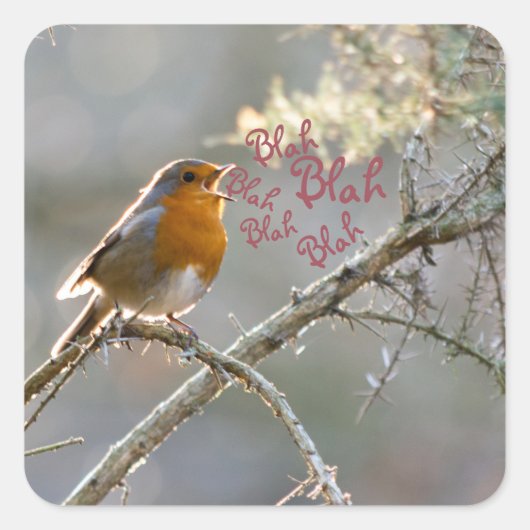Robin singt in einem Baum Quadratischer Aufkleber (Vorderseite)