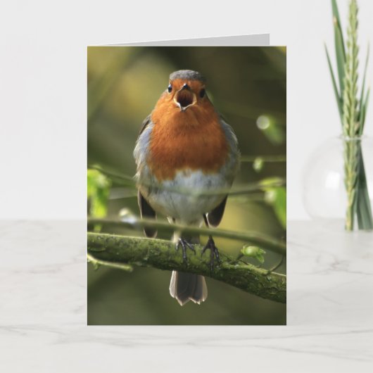 Robin Song Card Karte (Vorderseite)