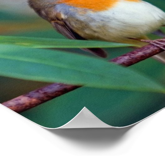 Robin Song Poster (Ecke)