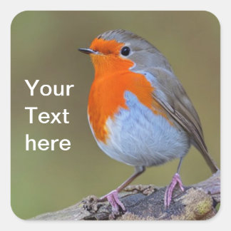 Robin Square Sticker