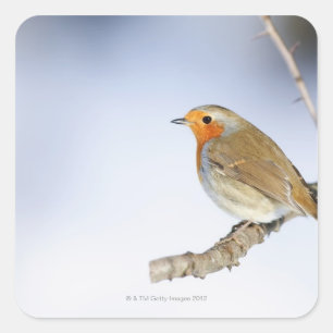 Robin steht im Winter auf einem Ast Quadratischer Aufkleber