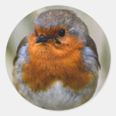 Robin Sticker (Vorderseite)