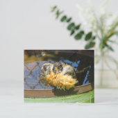 Robin Take Bath Postkarte (Stehend Vorderseite)