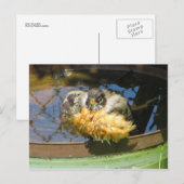 Robin Take Bath Postkarte (Vorne/Hinten)