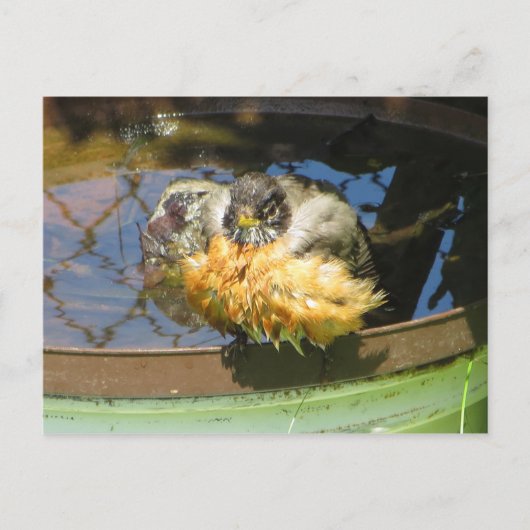 Robin Take Bath Postkarte (Vorderseite)