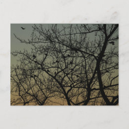 "Robin Tree at Dawn"/Robin Ankündigungspostkarte